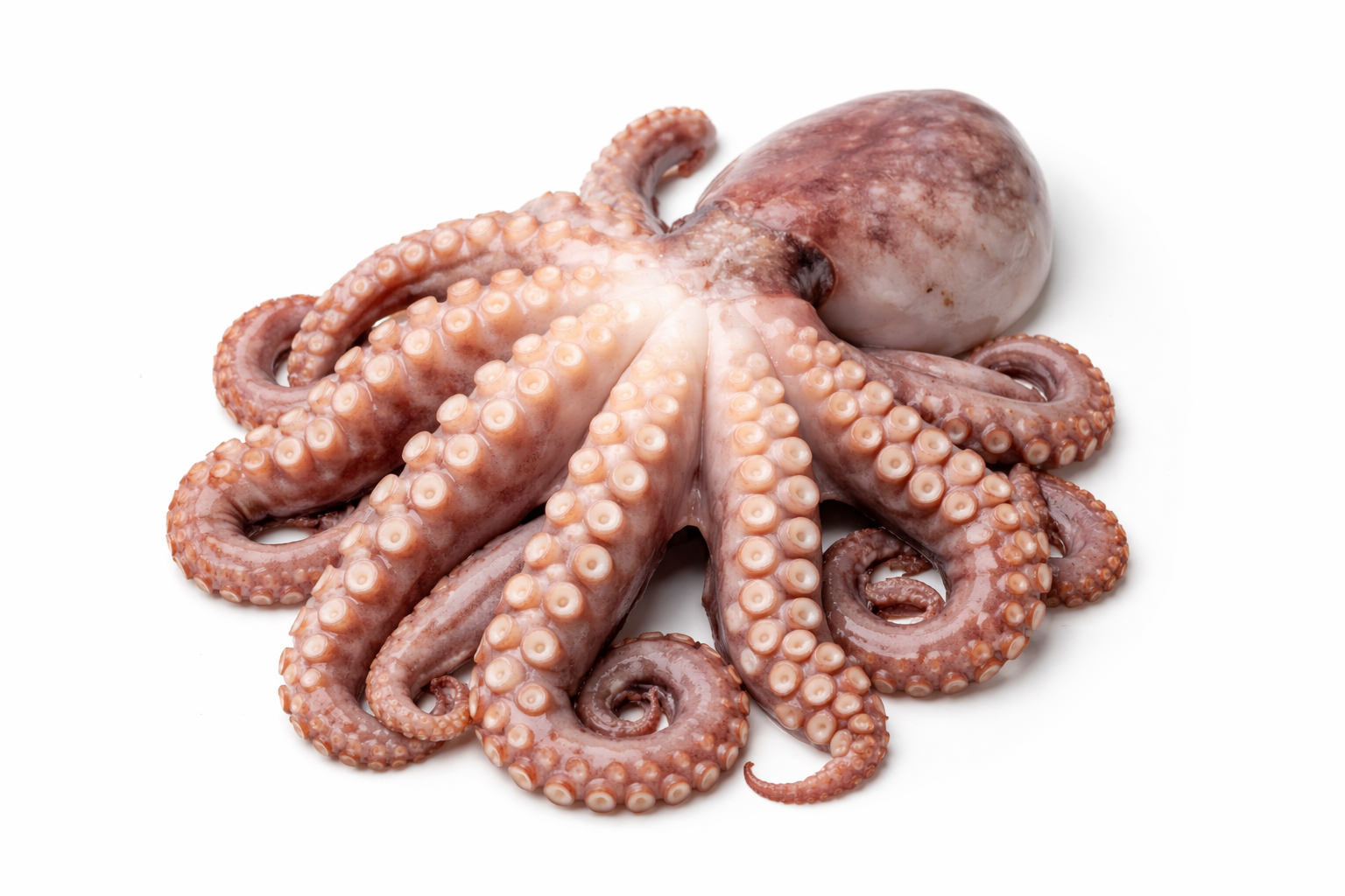 Pulpo